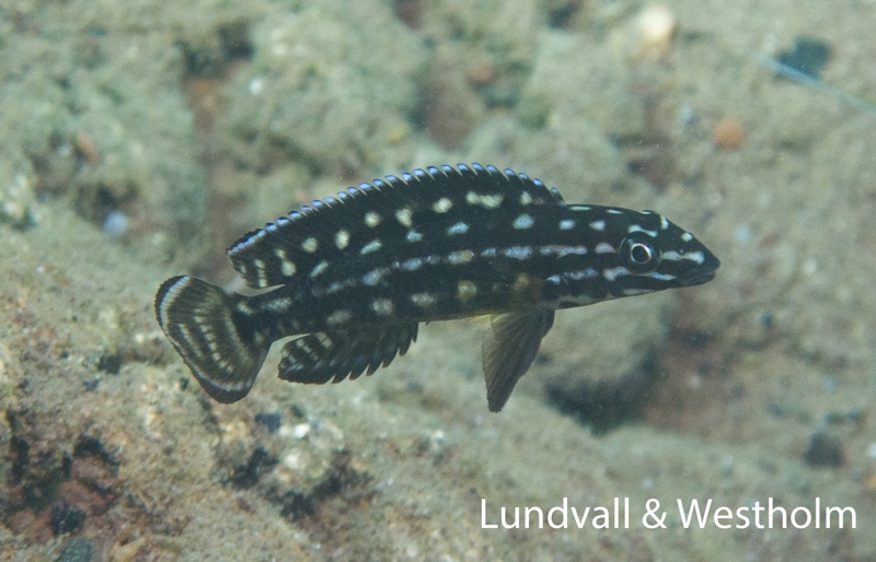 Julidochromis cf. regani 'Kagongo'